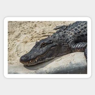 Relaxing Alligator Sticker